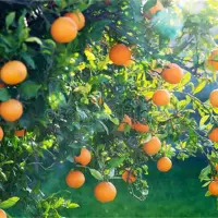 橙子树的肥水管理