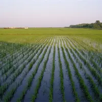 水稻浮肥现象的原因