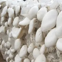 白灵菇栽培怎么管理