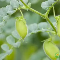 鹰嘴豆的高产种植技术详解