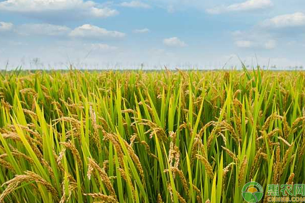 有机水稻如何栽培？有机水稻的栽培管理技巧
