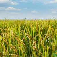 有机水稻如何栽培？有机水稻的栽培管理技巧