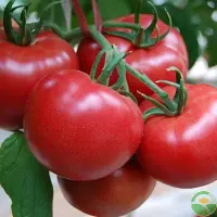 怎样合理防治番茄病毒病？（内附防治方法）