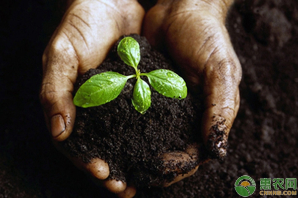 农业生产过程中5种普遍化肥应用禁忌