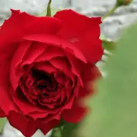 传奇红玫瑰的花语，玫瑰的花语是什么意思