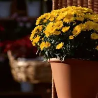 盆栽花卉秋季管理方法