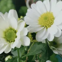 白晶菊和雏菊的区别，分别代表什么意思