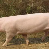 高温季节应根据猪的不同类别给予不同的饲养管理