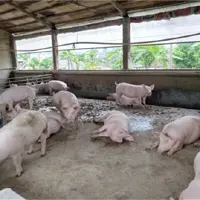 南京大方浅析猪高热病的防治措施（1）