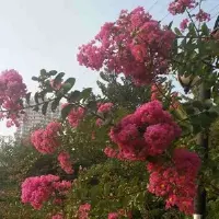 梧州适合养什么花，市花和市树是什么
