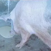 当你的猪呕吐了，你首先想到的是？