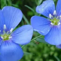 蓝色花卉植物有哪些