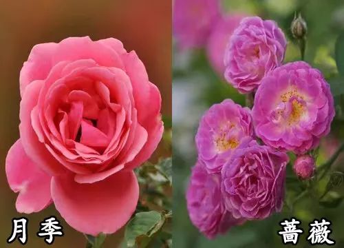 月季和蔷薇关系是什么科 月季和蔷薇花一样吗有什么区别
