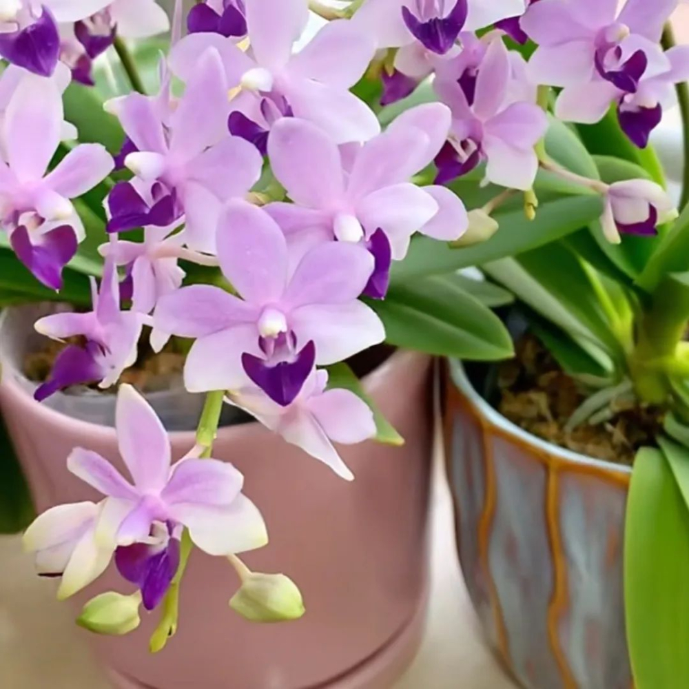 蝴蝶兰小茴紫有香味吗 蝴蝶兰小茴紫花期可以开花多久