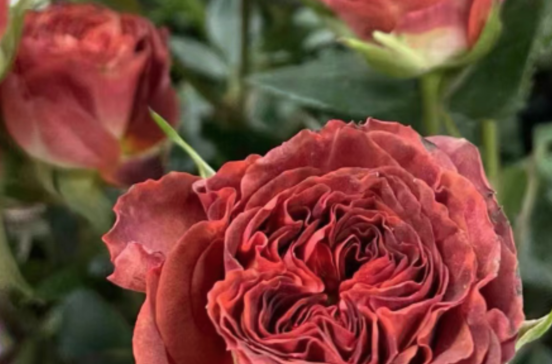 不同颜色和形状的泡泡玫瑰，泡泡玫瑰和普通玫瑰区别在哪里？