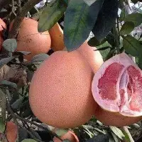 柚子价格行情跳水，红心三红柚子葡萄柚品种行情低迷