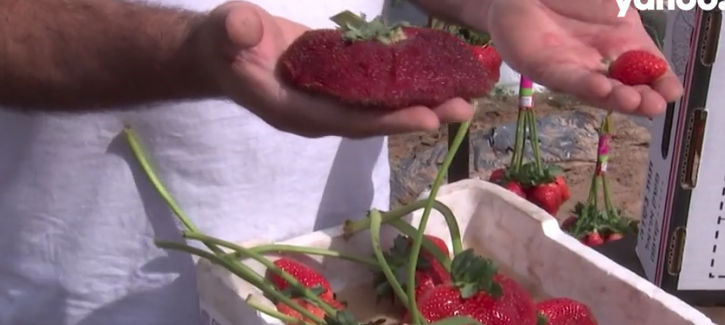 以色列种出手掌大的世界最大巨型伊兰草莓 每个重289克创纪录