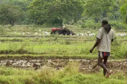 斯里兰卡濒破产“以茶还债” 有机农业革命加剧粮食危机？