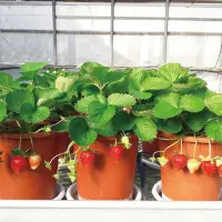 草莓“台农1号”甜点首选新品种 醇厚香气．深红艳丽