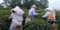 竹县东方美人茶节周末登场 茶席体验加码油茶餐飨宴