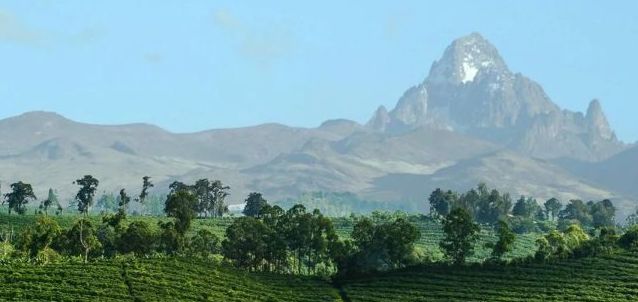 春天的第一杯红茶，非洲肯尼亚的茶园产区风味和历史