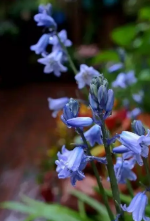 蓝铃花什么时候种合适？种植方法和种植时间是什么