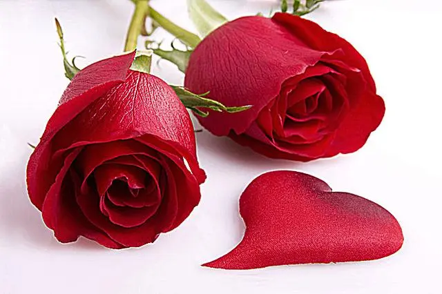 玫瑰花束可以保存几天不枯萎 玫瑰花保存方法