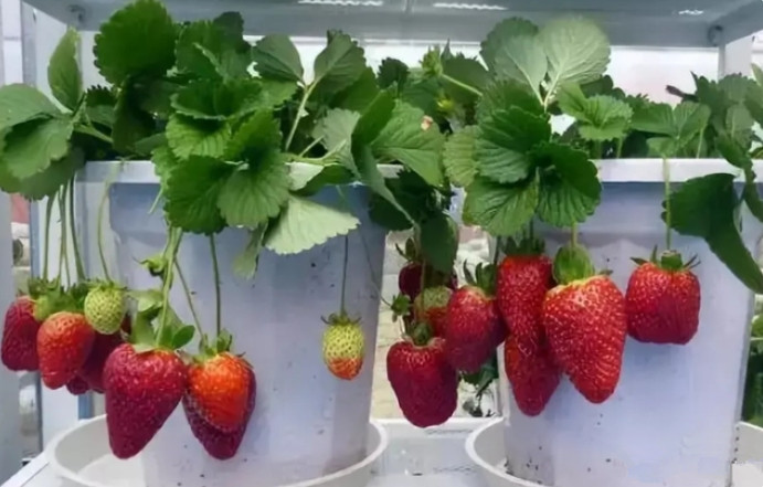 草莓在家怎么种植盆栽？草莓盆栽的家庭种植方