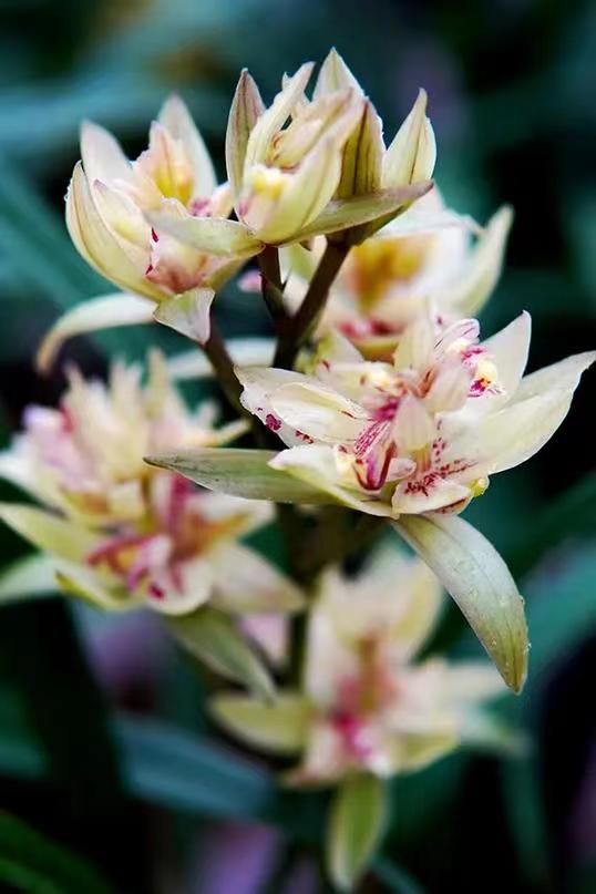 建兰富山奇蝶盆栽的养殖方法介绍 建兰富山奇蝶带花苞怎么养几月才能开花