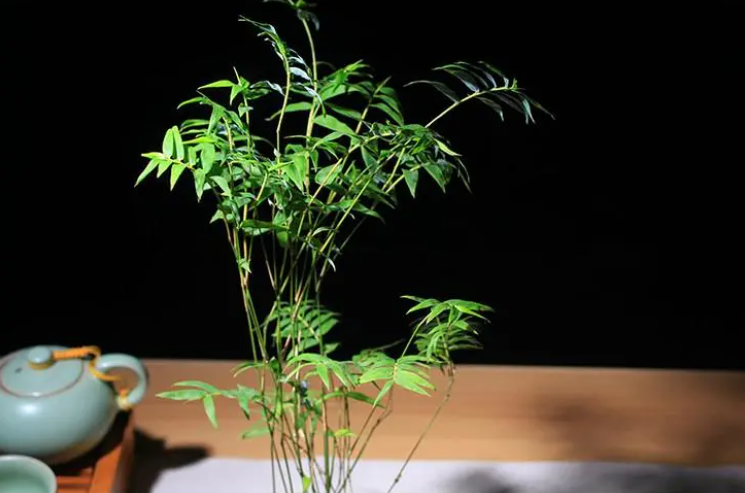 孝顺竹怎么样种植,米竹怎么养?养殖方法和注意事项