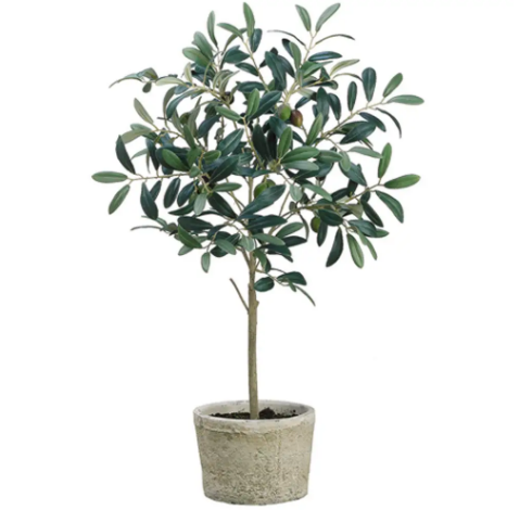 橄榄树可以种在室内吗 橄榄树盆栽种植技术养护方法