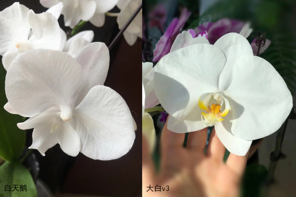 蝴蝶兰白天鹅盆栽特点 蝴蝶兰白天鹅和大白v3区别哪个好看