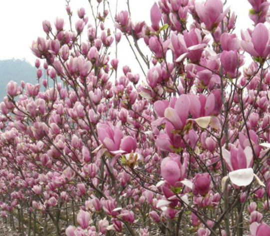 红玉兰花的风水寓意花语是什么？红玉兰花期多长时间开花什么时候开花