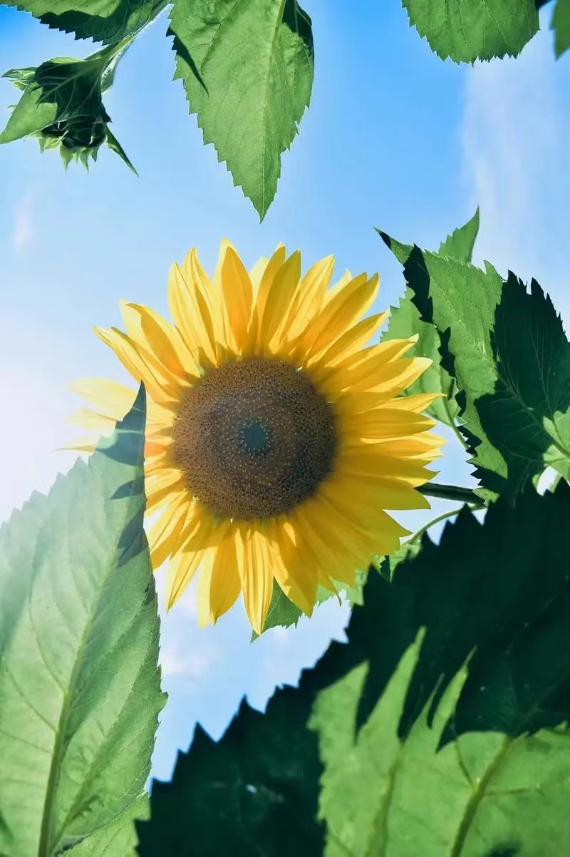 向日葵怎么养才能开花爆盆,太阳花浇什么肥会开花更多?