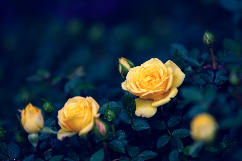 黄玫瑰拿铁背后的浪漫故事，黄玫瑰拿铁的种植养护和注意事项
