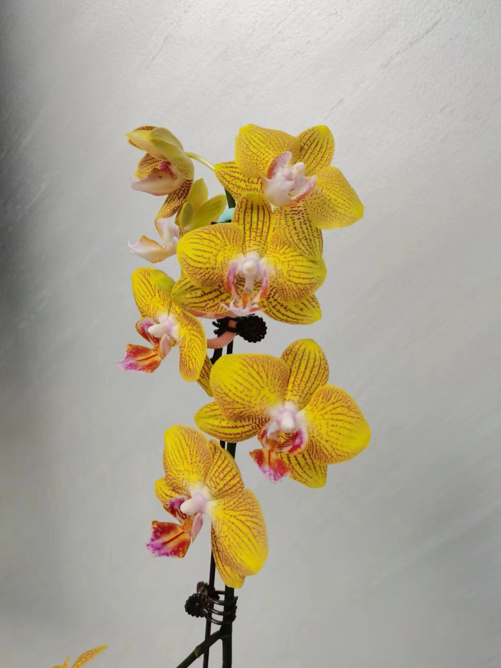 龙袍蝴蝶兰好吗怎么养活它的花苞？蝴蝶兰催花最好的方法是什么？