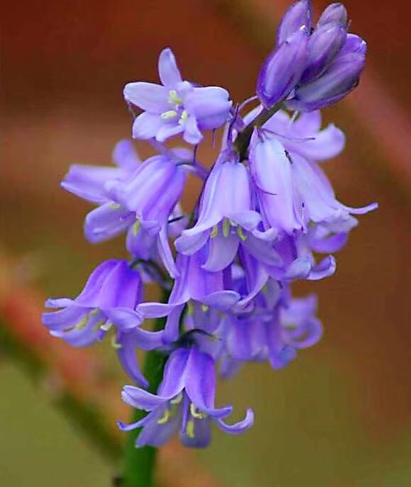 蓝铃花不同品种的独特之美！蓝铃花的花语和寓意是什么？