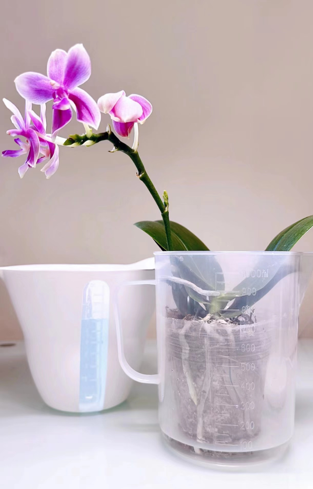 蝴蝶兰多少天浇一次水最佳？蝴蝶兰花期如何浇水的正确方法？