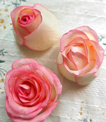 玫瑰花瓣烂了是什么原因造成的？玫瑰花灰霉病怎么处理呢？