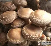 河南舞阳孟寨镇发展香菇种植效益显著（图）