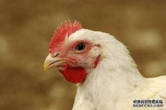 WTO判定中美鸡肉贸易争端美国胜诉