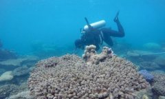 大堡礁日益被侵蚀 澳大利亚动用超3亿元人民币保