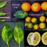  最新黄龙病治疗方法柑橘黄龙病及综合防治