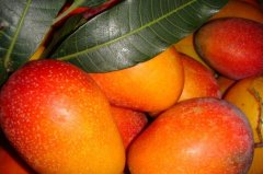 哪种芒果最好吃最甜 爱文芒果台农芒果明星