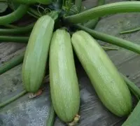 胡瓜怎么种植：西胡瓜种植方法，胡瓜种植时间