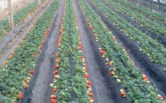 草莓种植技术与草莓的栽培方法，草莓的栽培与管理技术