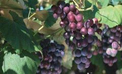 葡萄栽培：葡萄栽培方法，葡萄种植技术与管理