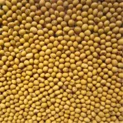 超高产大豆新品种台南六号，黄豆怎样种植高产黄豆高产种植技术