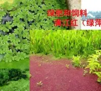 满江红为什么作为绿肥？满江红是一种优良的绿肥和饲料吗？