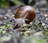 葡萄病虫害防治防控：葡萄病虫防治之扁蜗牛的防治方法